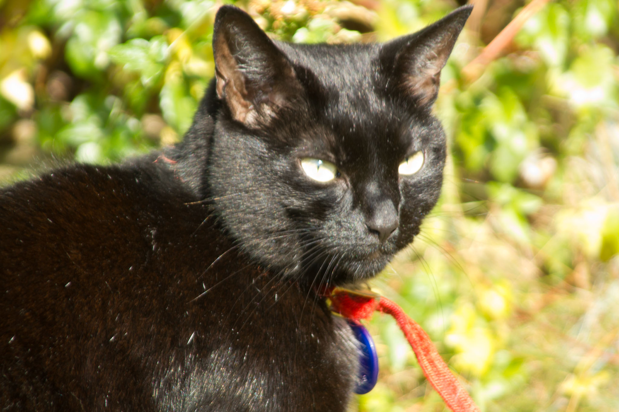 0806-cats-0009.jpg