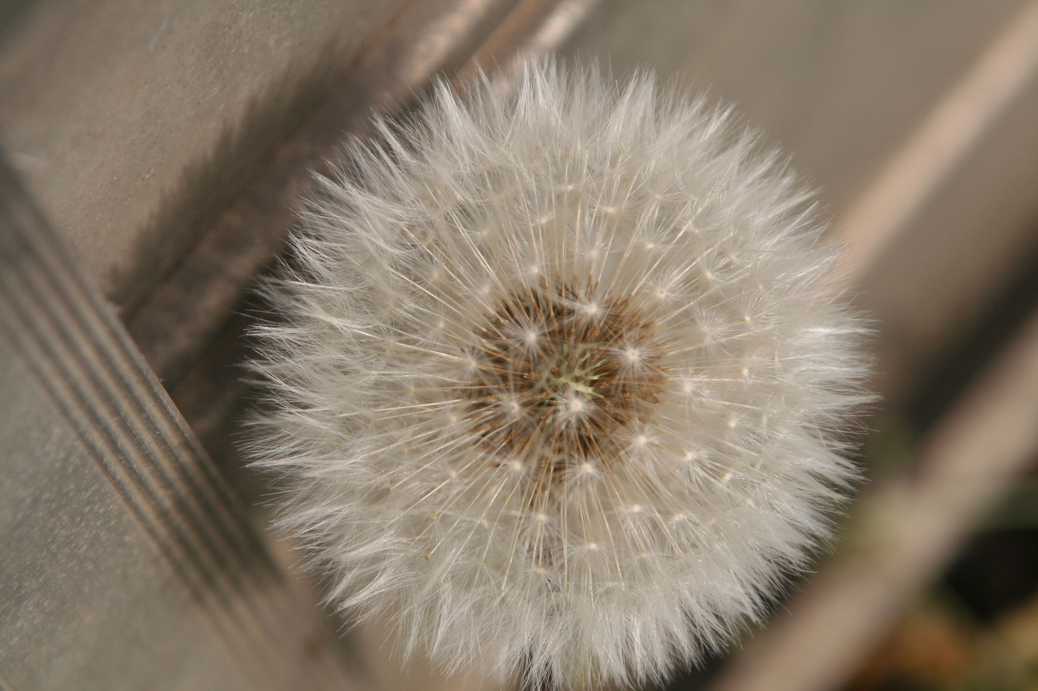 0423-Flowers-0055.jpg