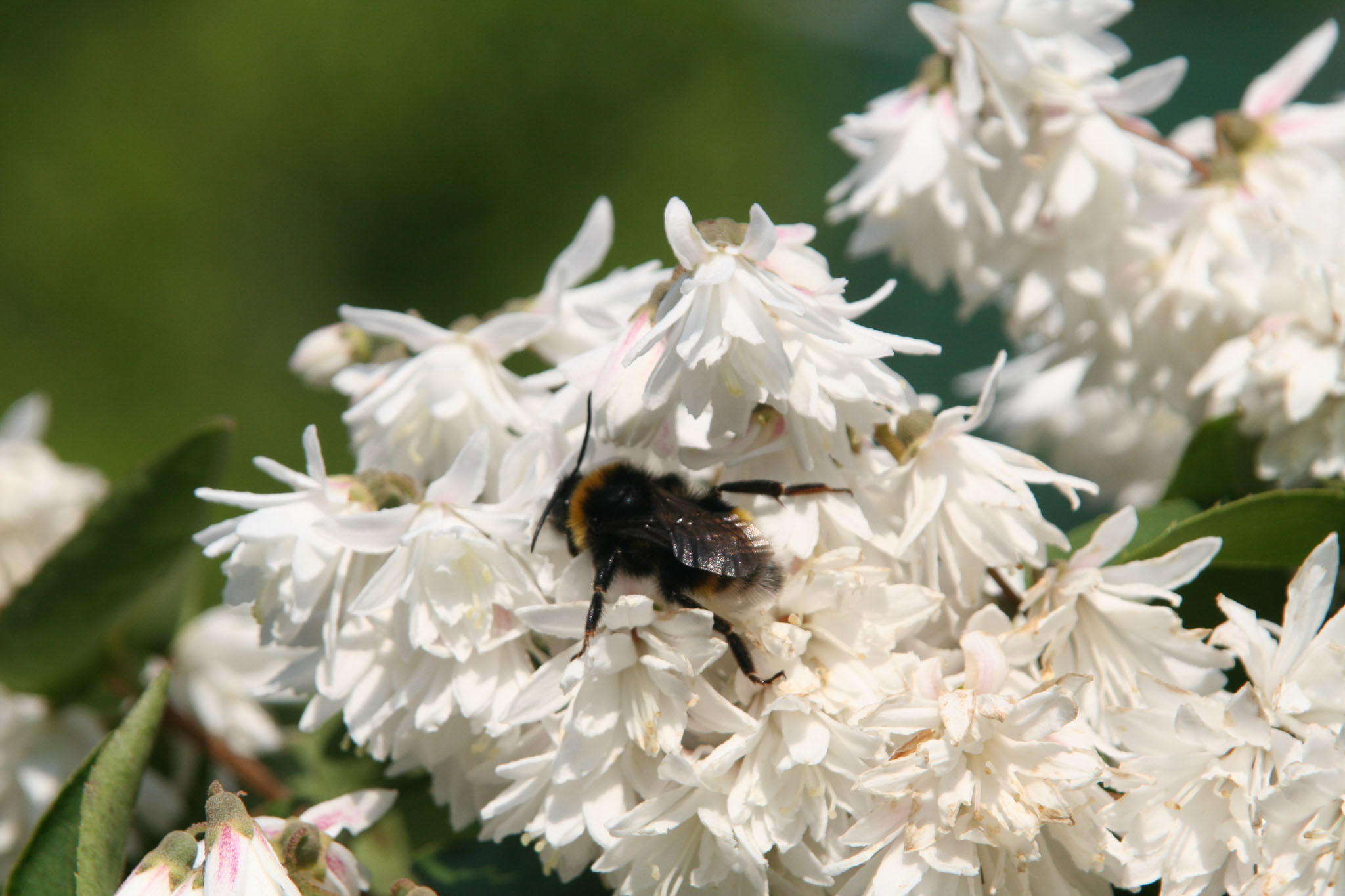0604-Flowers-0085.jpg