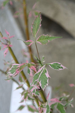 0423-Flowers-0066.jpg