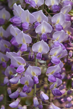 0430-Flowers-0072.jpg