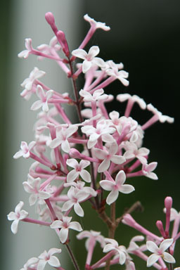 0430-Flowers-0074.jpg
