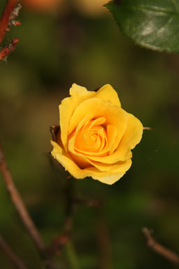 0611-Flowers-0100.jpg