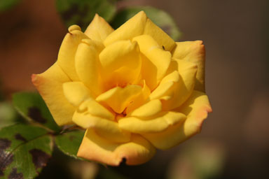 0611-Flowers-0102.jpg