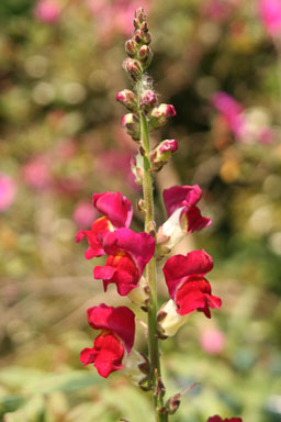 0611-Flowers-0103.jpg