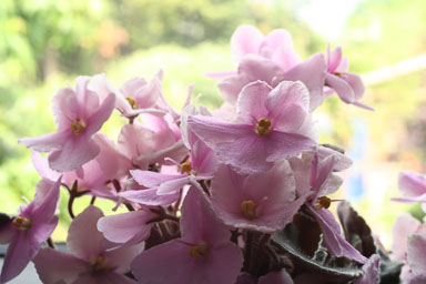 0611-Flowers-0158.jpg