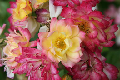 0723-Flowers-0169.jpg