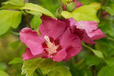 0730-Flowers-0200.jpg