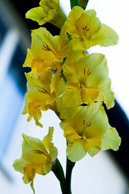 0806-Flowers-0216.jpg