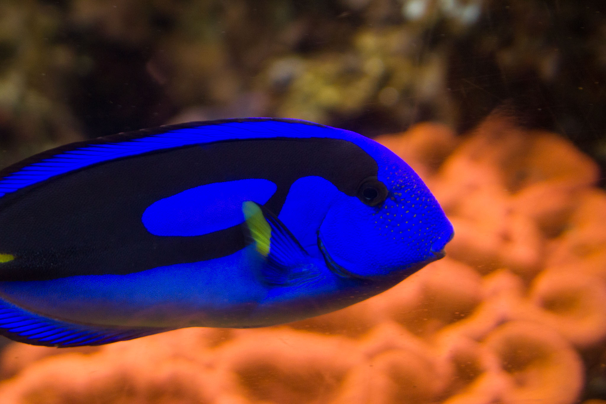 1223-AucklandAquarium-0063.jpg