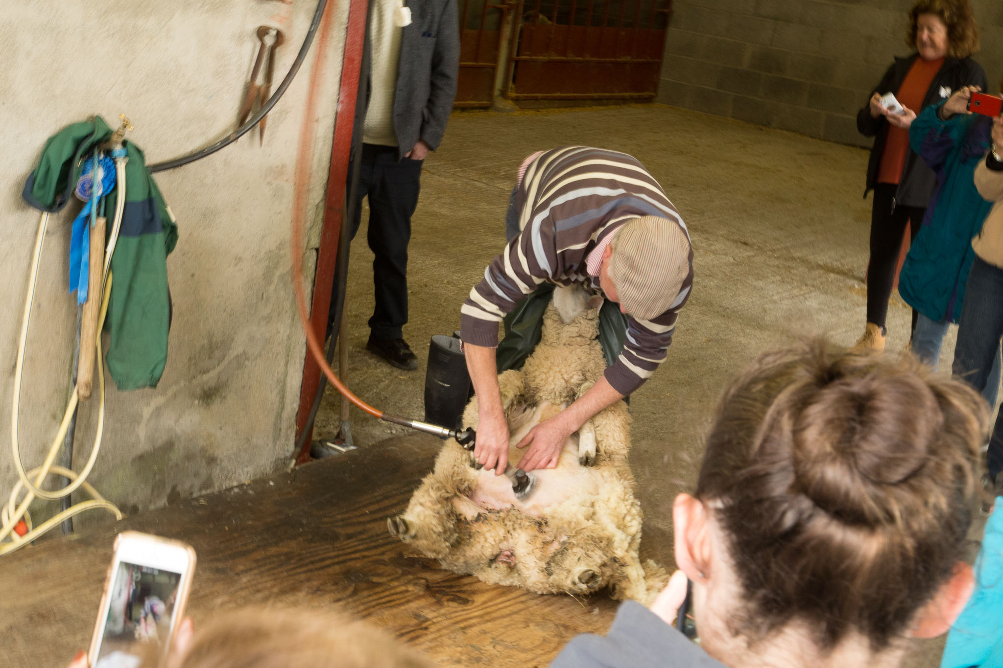 0906-SheepFarm-0010.jpg