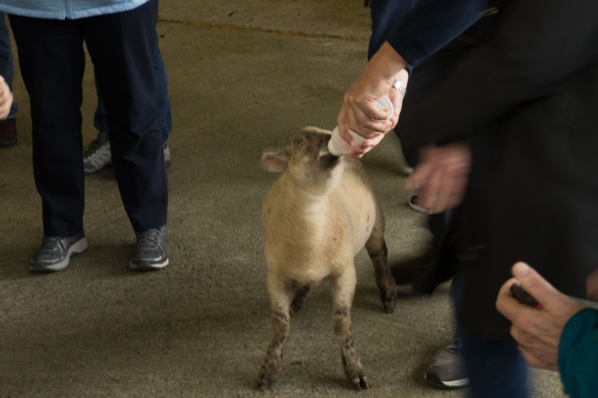 0906-SheepFarm-0024.jpg