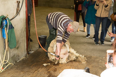 0906-SheepFarm-0013.jpg