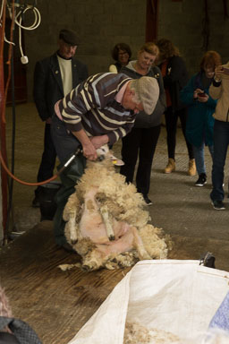 Sheep farm