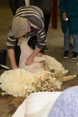 0906-SheepFarm-0022.jpg