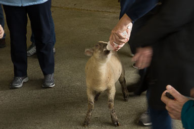 0906-SheepFarm-0024.jpg