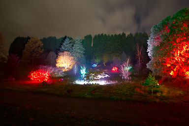 1024-ElectricForest-0047.jpg