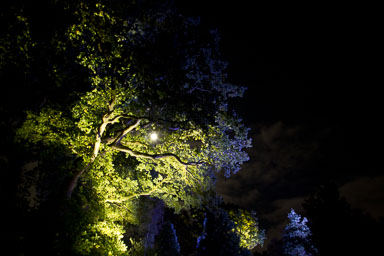 Electric Forest