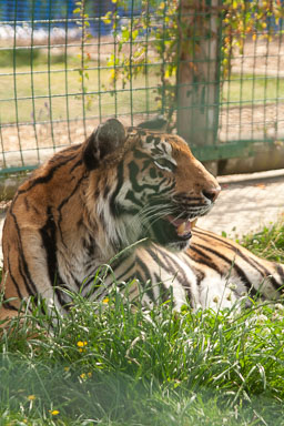 WHF