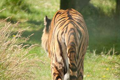 WHF