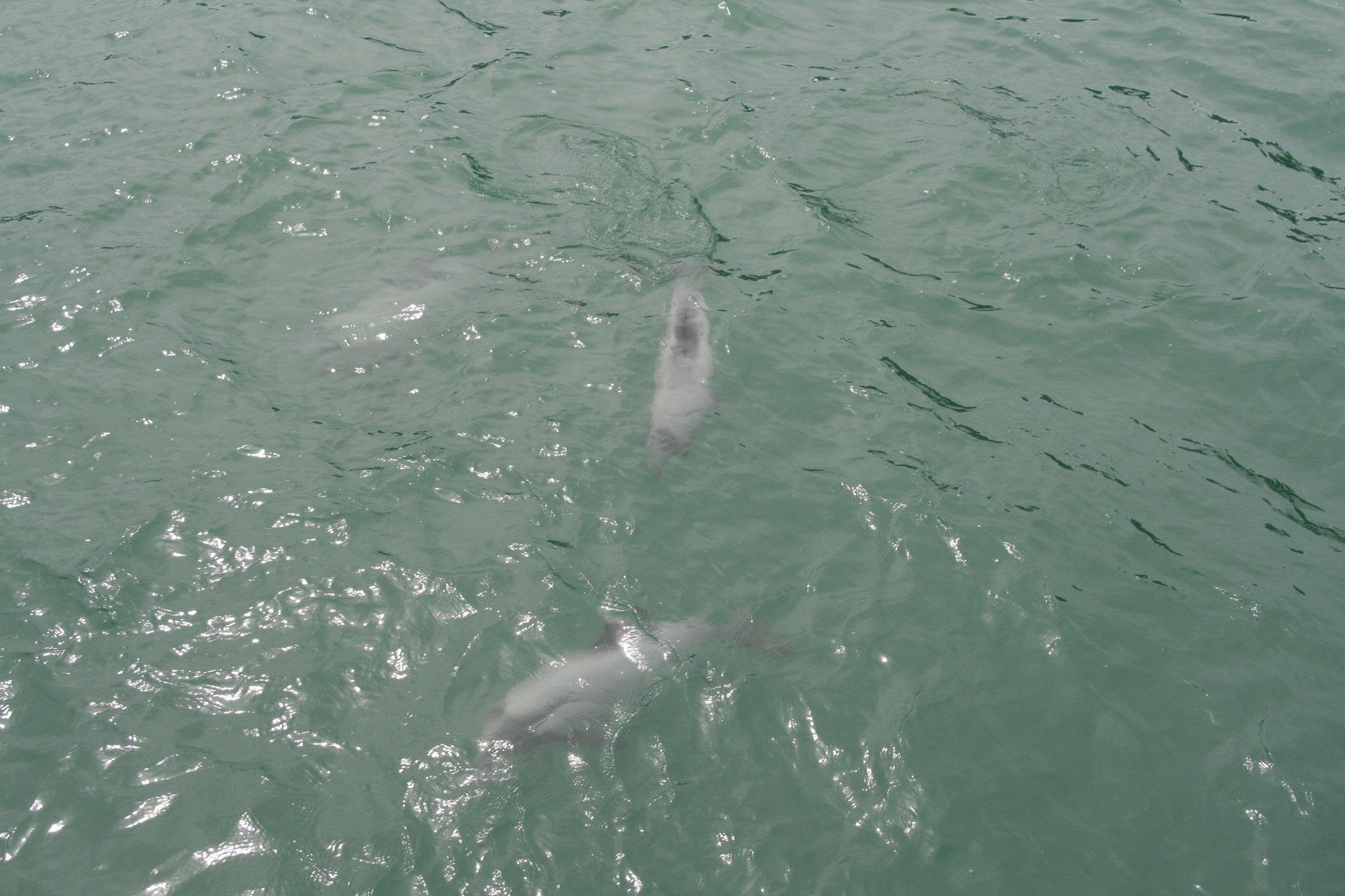 1229-Bluecat_Akaroa-0032.jpg