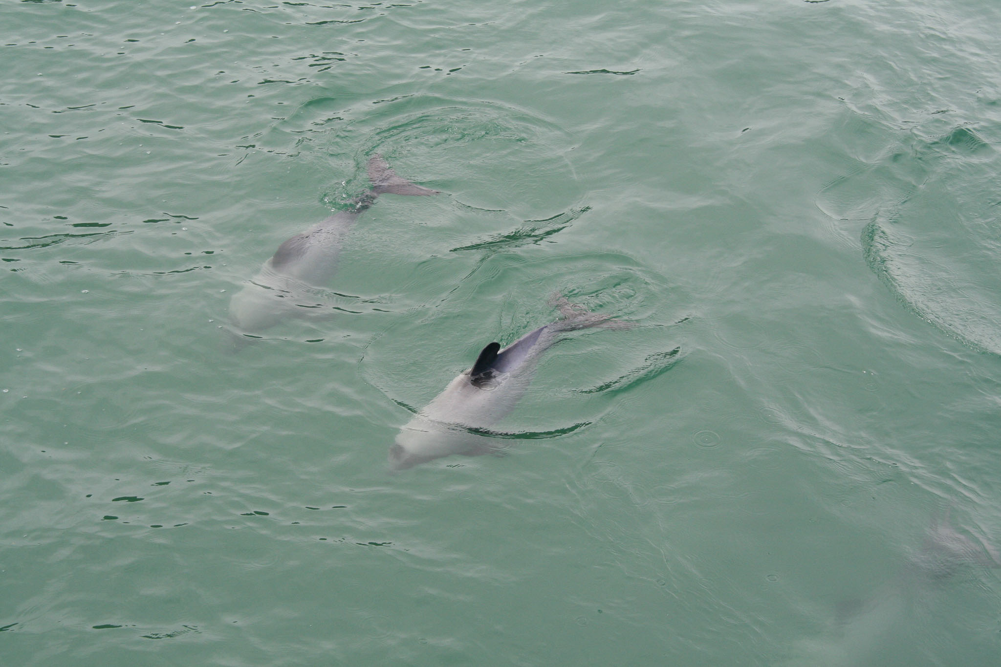 1229-Bluecat_Akaroa-0043.jpg