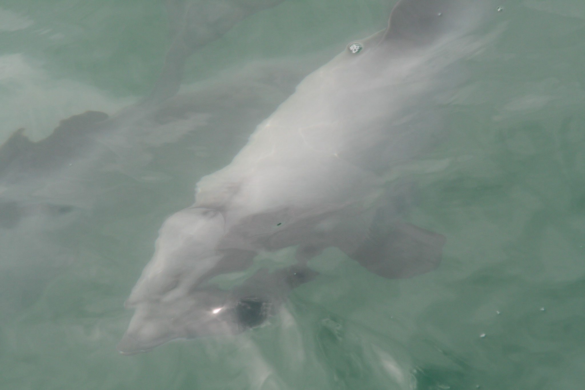 1229-Bluecat_Akaroa-0049.jpg