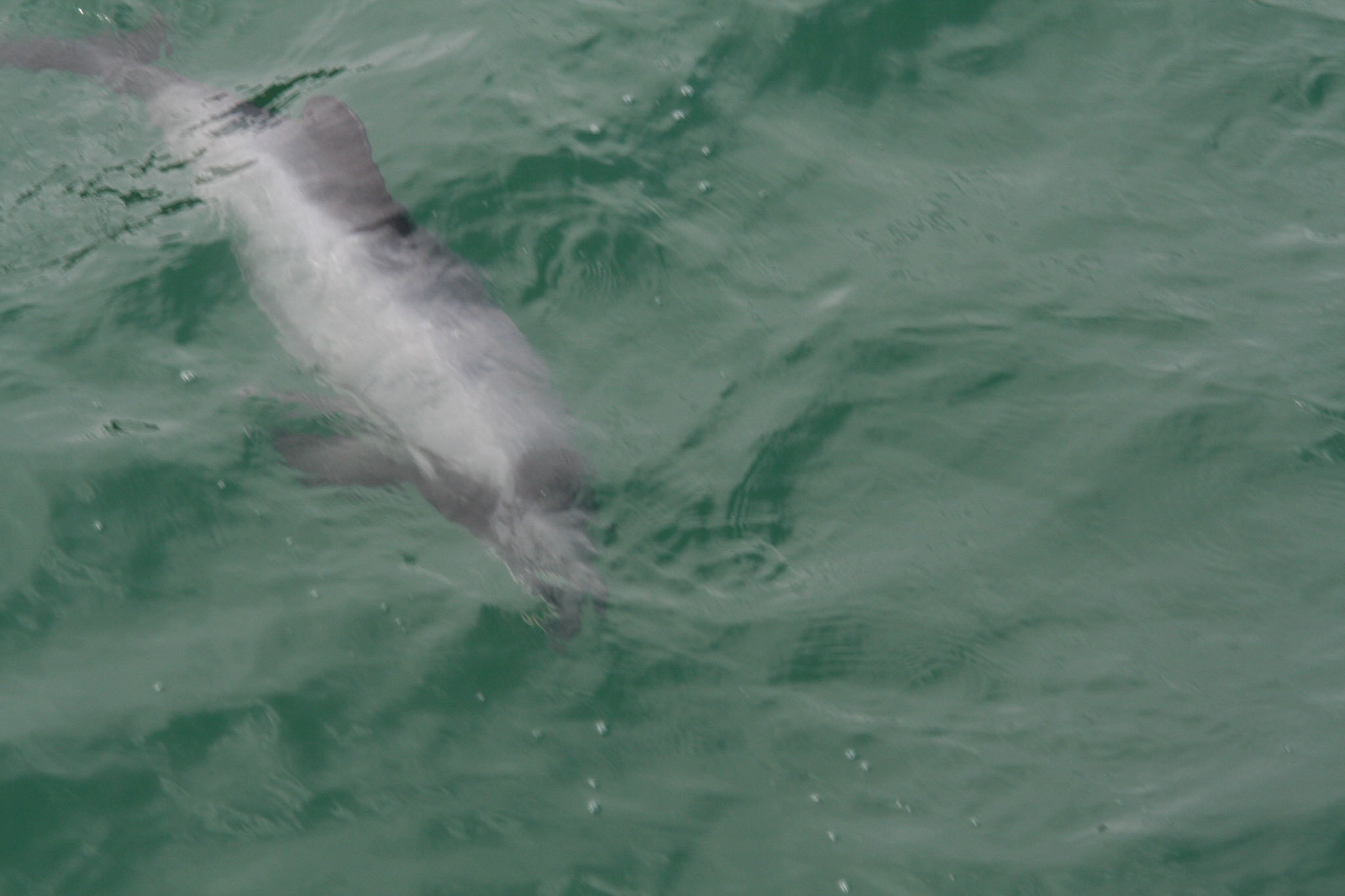 1229-Bluecat_Akaroa-0052.jpg