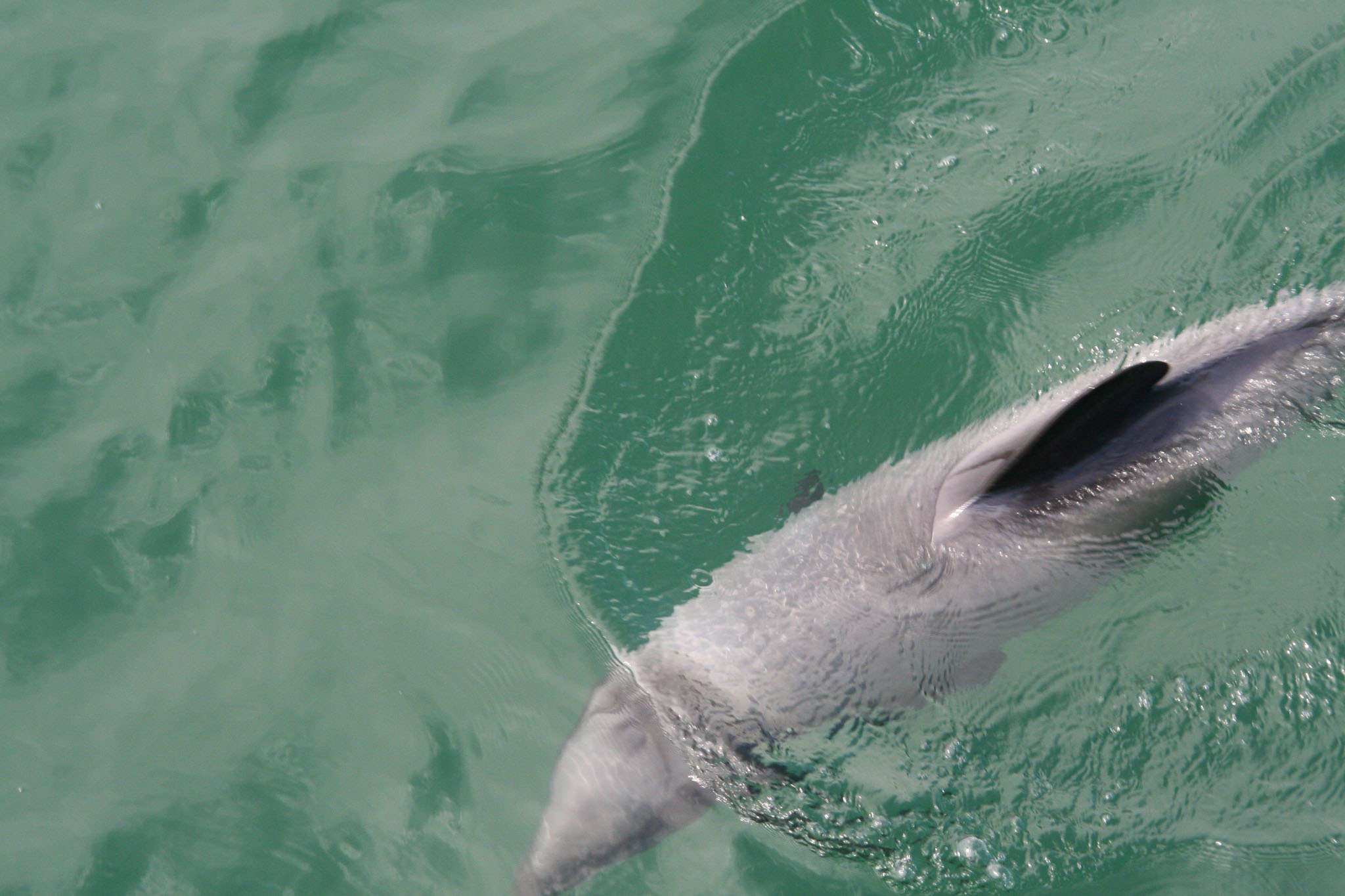 1229-Bluecat_Akaroa-0058.jpg