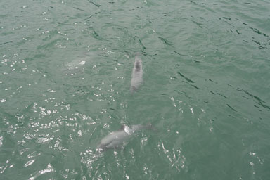 1229-Bluecat_Akaroa-0032.jpg