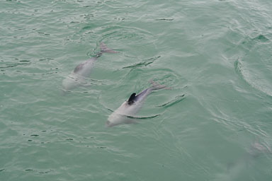 1229-Bluecat_Akaroa-0043.jpg