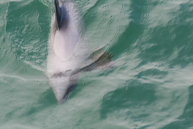 1229-Bluecat_Akaroa-0060.jpg