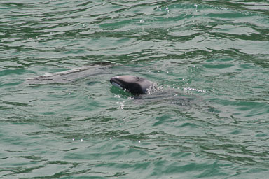 Bluecat Akaroa