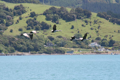 1229-Bluecat_Akaroa-0166.jpg