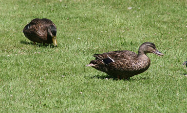1228-Christchurch-0001.jpg