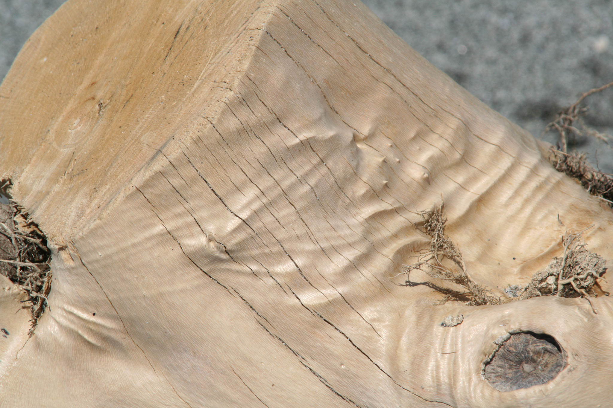 1231-Hokitika-0022.jpg