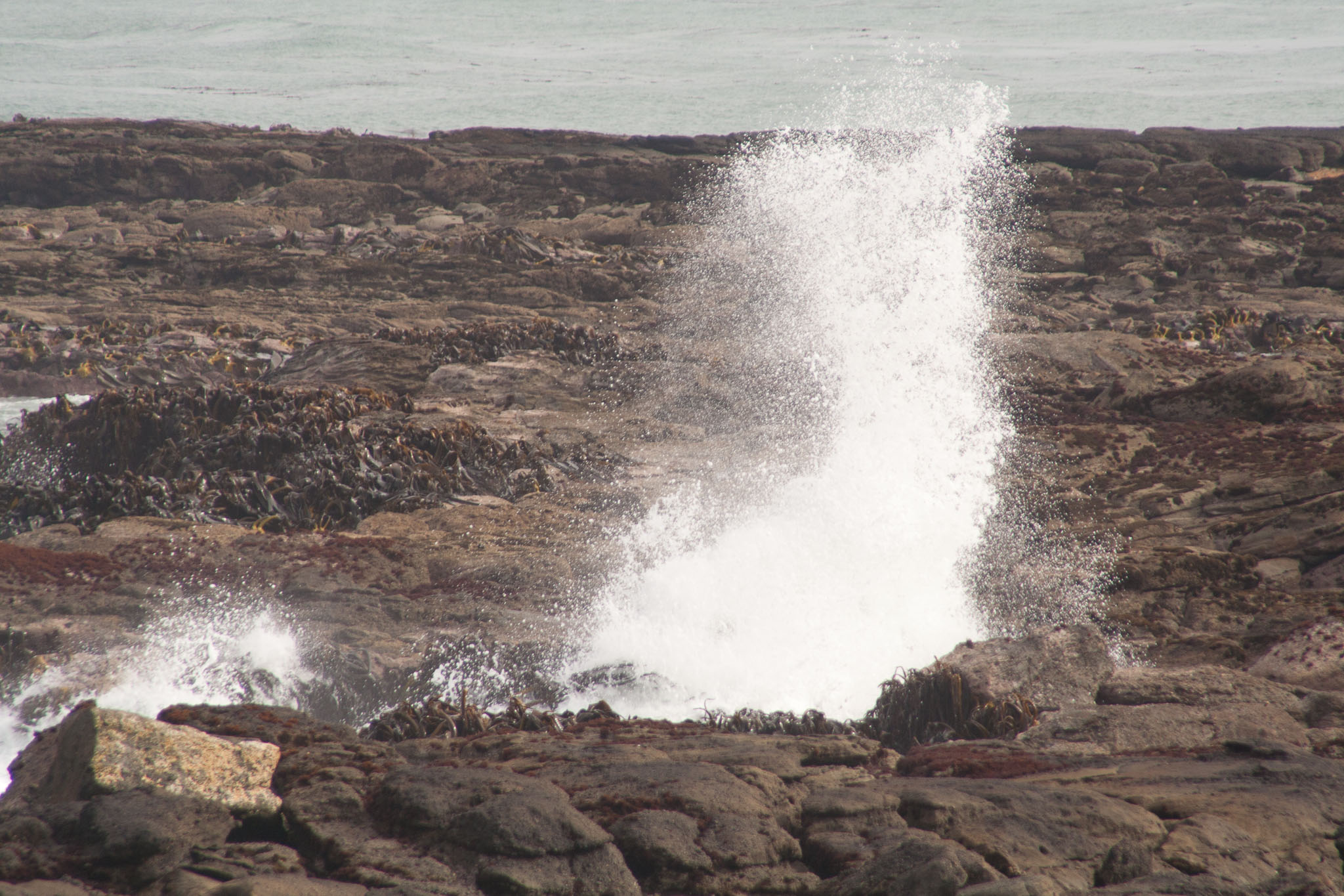 1005-Catlins-0150.jpg