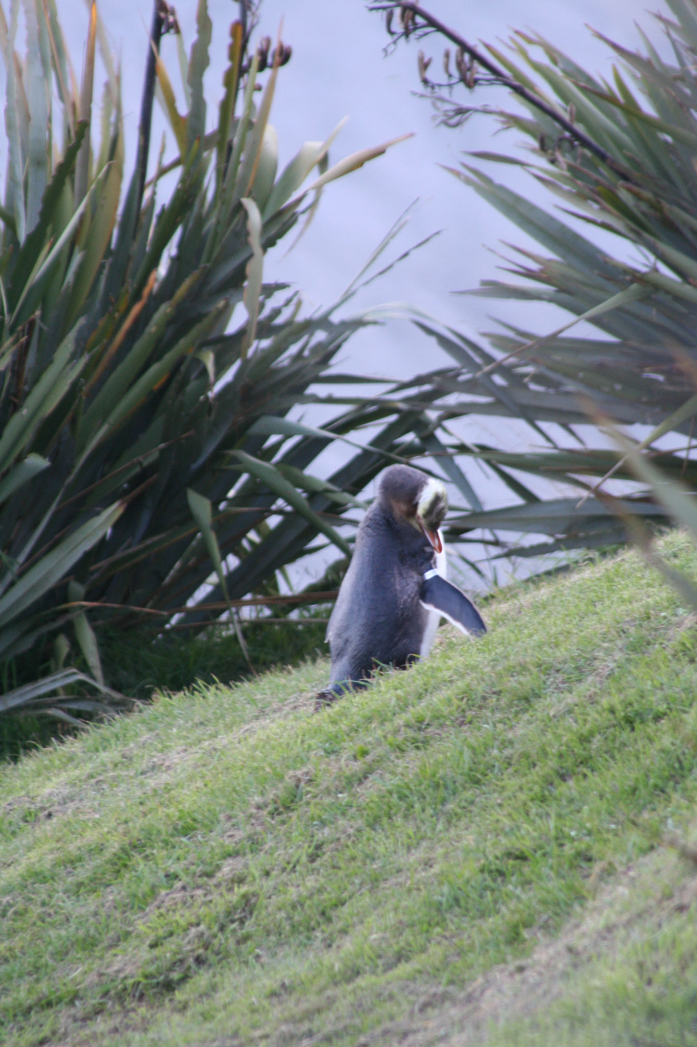 1003-Dunedin-0115.jpg