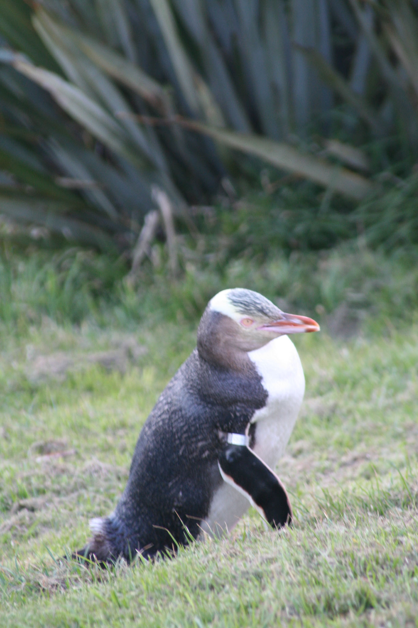 1003-Dunedin-0119.jpg