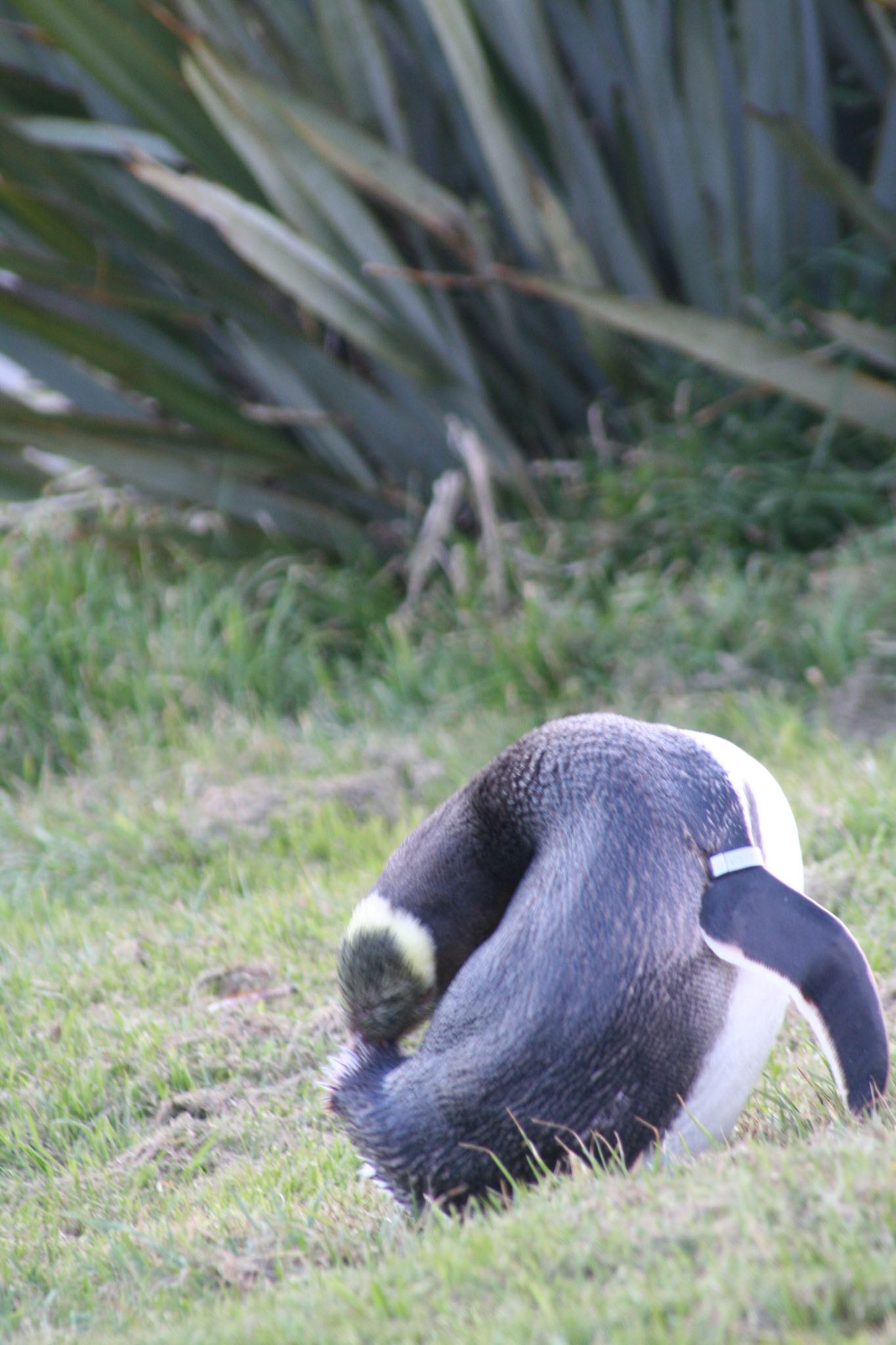 1003-Dunedin-0121.jpg