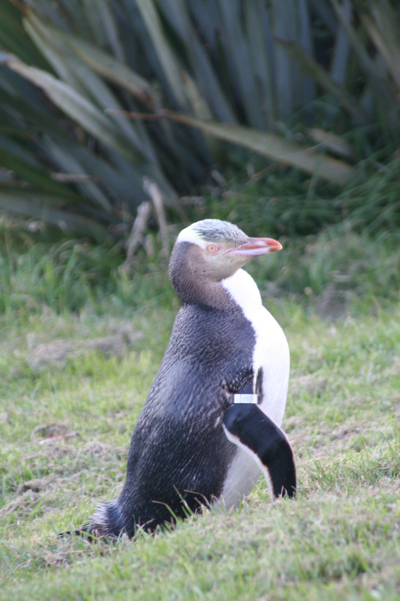 1003-Dunedin-0122.jpg