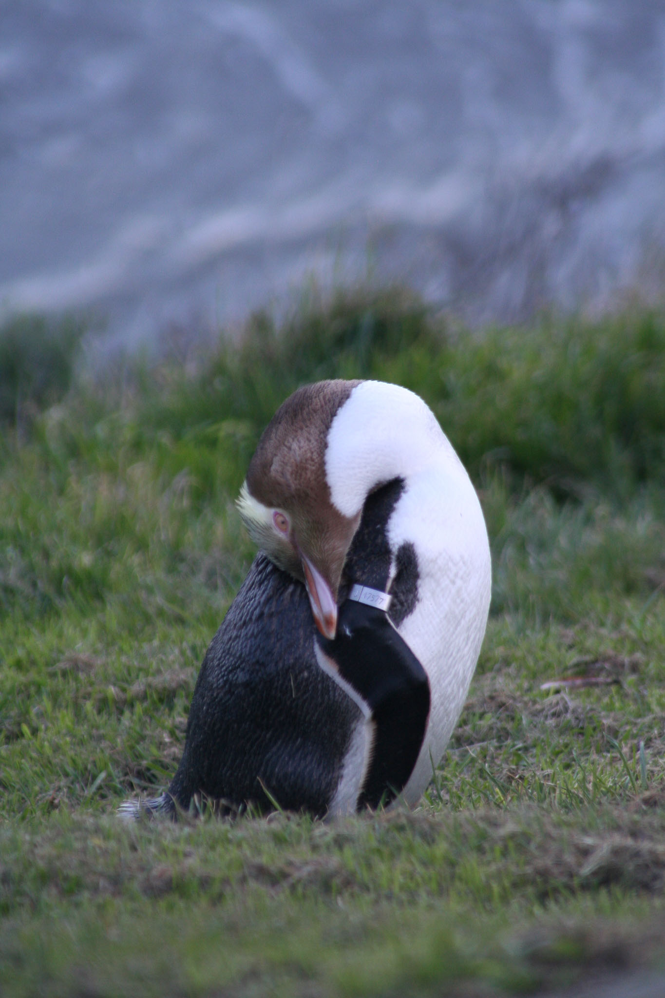 1003-Dunedin-0124.jpg