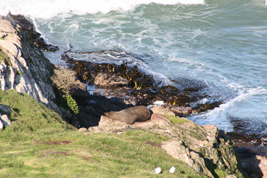 1003-Dunedin-0078.jpg