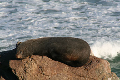 1003-Dunedin-0085.jpg