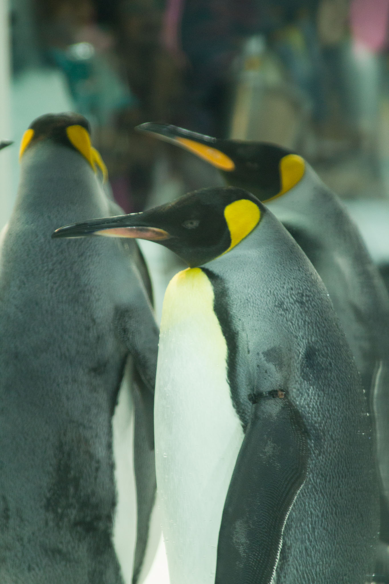 1223-AucklandAquarium-0003.jpg
