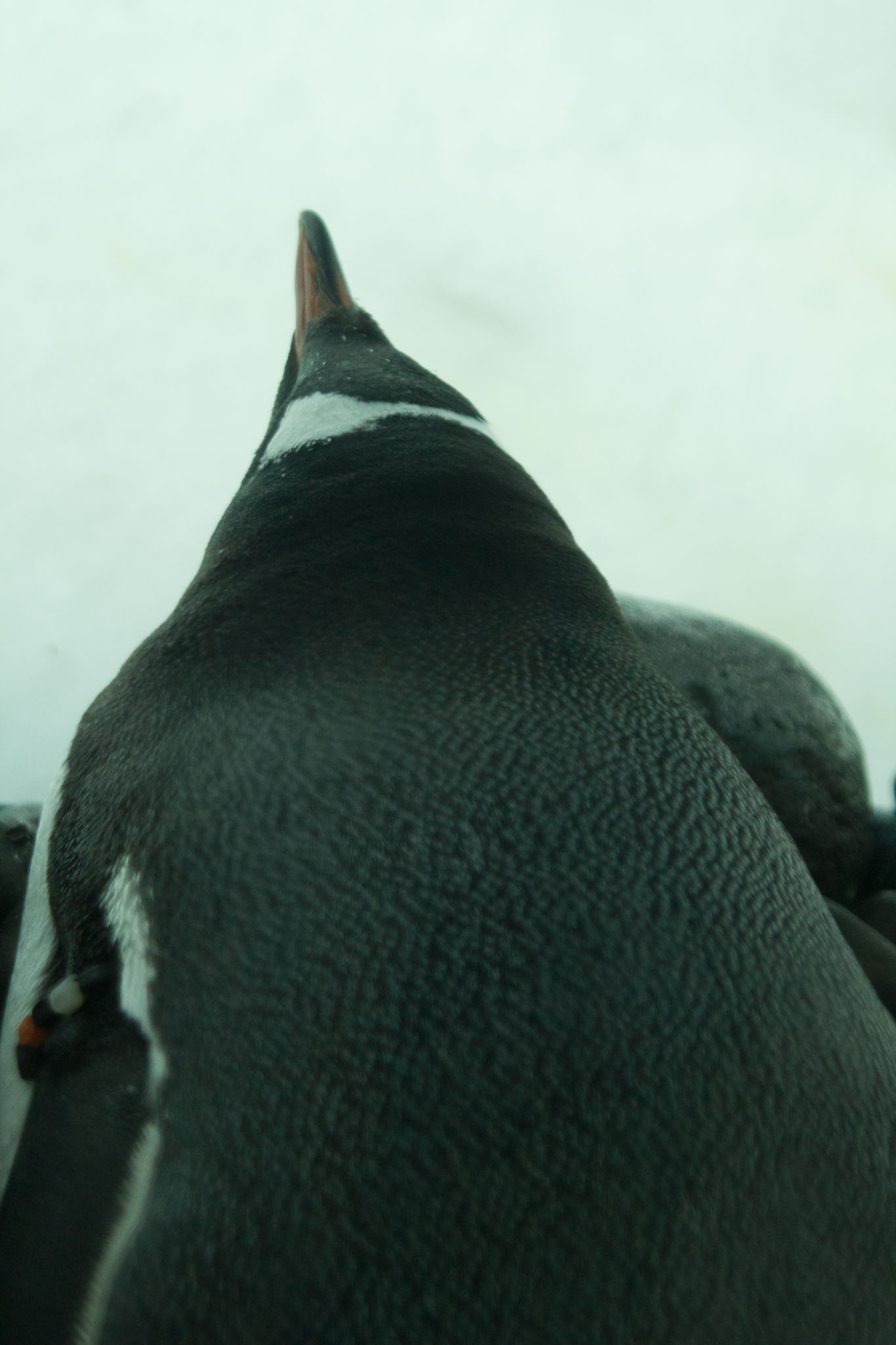 1223-AucklandAquarium-0009.jpg
