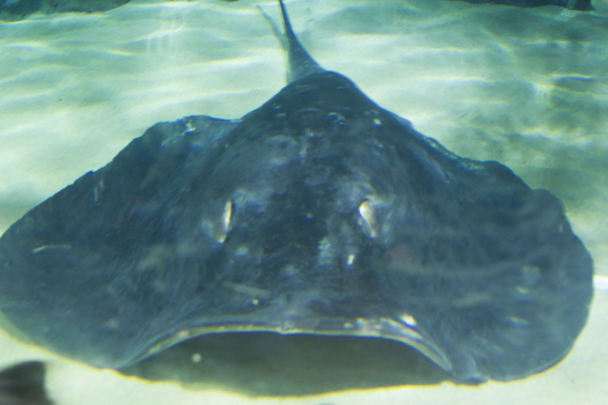 1223-AucklandAquarium-0012.jpg