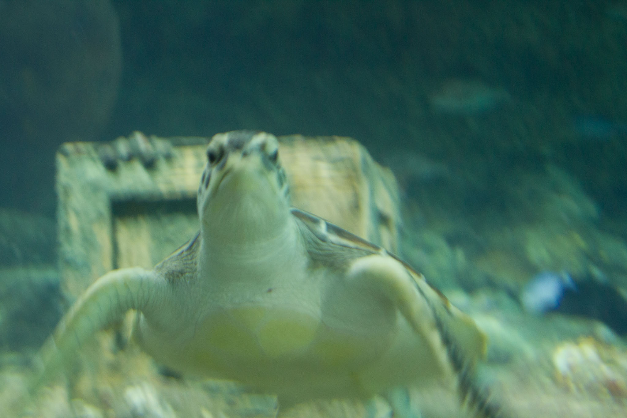 1223-AucklandAquarium-0045.jpg