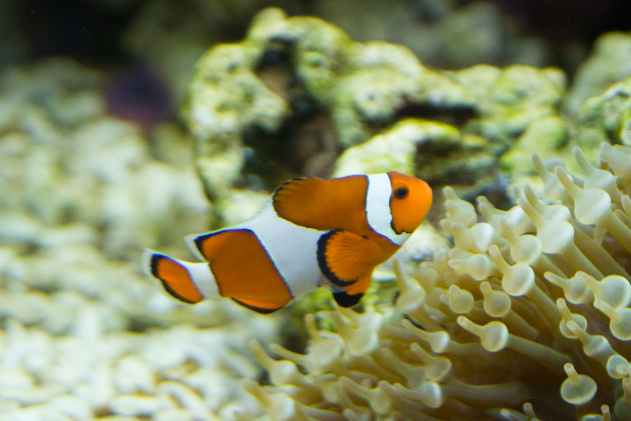 1223-AucklandAquarium-0057.jpg