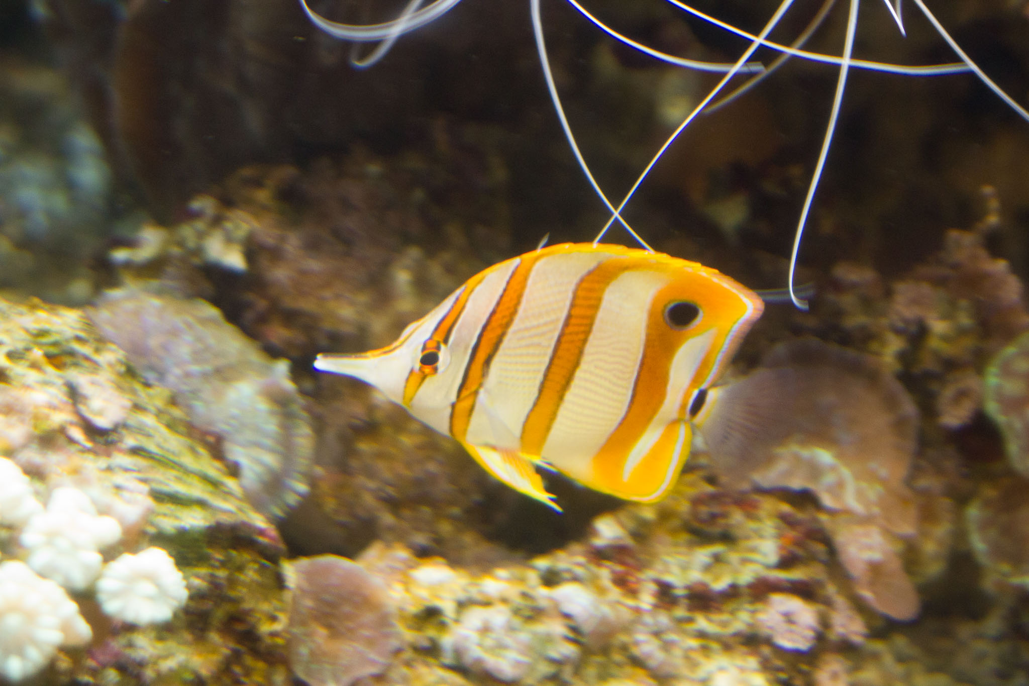 1223-AucklandAquarium-0069.jpg